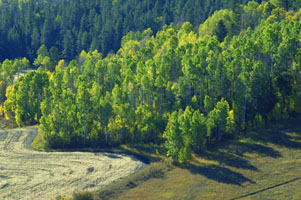 Grouse Creek trees 10